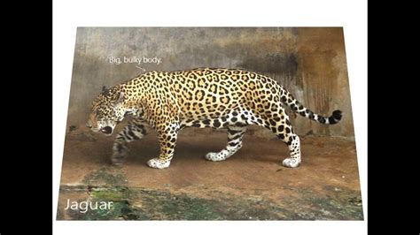 Cheetah And Leopard Difference Did You Know These 10 Differences Between Leopards And