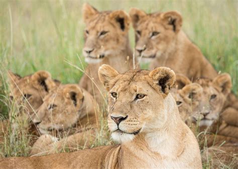 Visit Serengeti National Park Tanzania Audley Travel