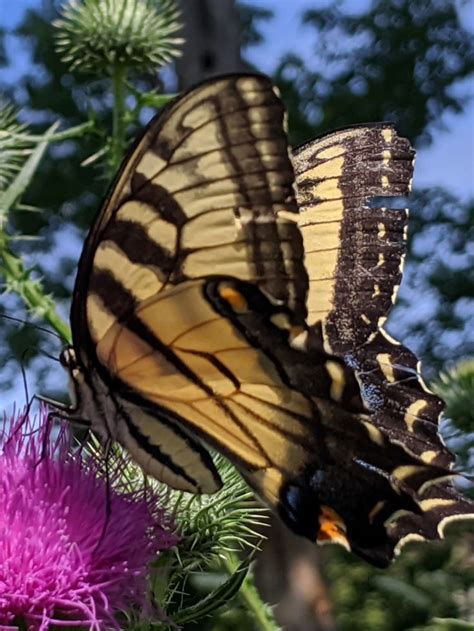 Canadian Tiger Swallowtail Swallowtail Beautiful Butterflies