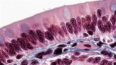 Epithelial Tissue Biomed Guide