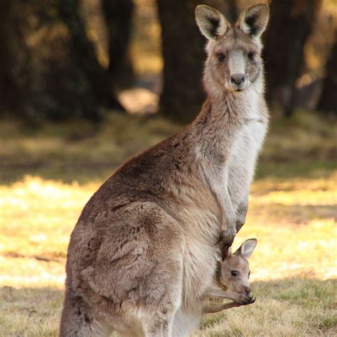Kangaroo Marsupial Wallpapers Hd Desktop And Mobile Backgrounds