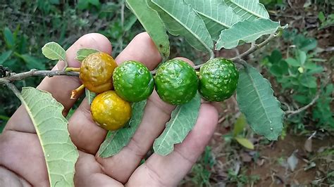 Mama-cadela Para Que Serve