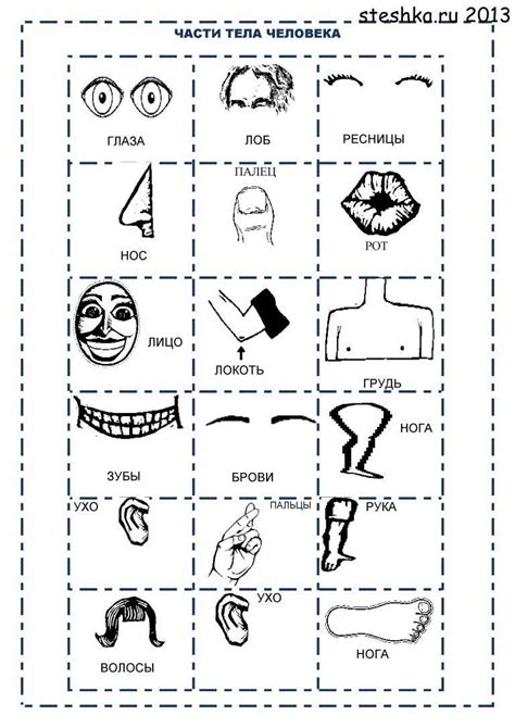 Части тела картинки для детей детского сада развивающие карточки