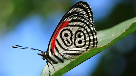 Hd Nature Images With Macro Photo Of Butterfly Hd