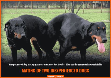 How To Introduce Dogs For Mating For Dog Breeders