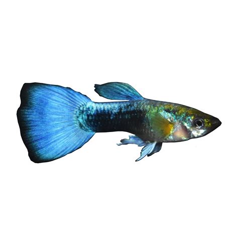 Male Blue Neon Guppies For Sale Order Online Petco Guppy Petco