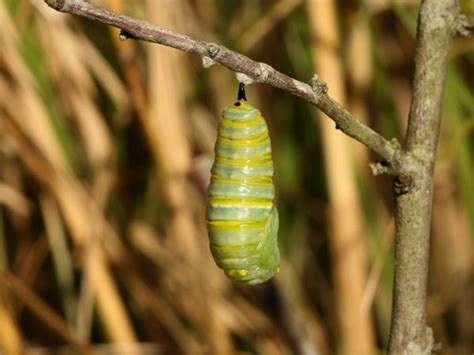 But did you know that these fab flyers begin life as something completely different? The Very Hungry Caterpillar and Its Life Cycle | National ...