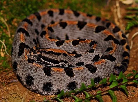 Asombroso Descubre las 6 serpientes más mortales de Florida