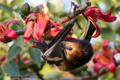 Killing Thousands Of Flying Foxes Only Hurts The Environment