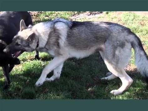 The first registered german shepherd dog was sable in. Set Of Useful Picture Ideas Of Silver Sable German ...