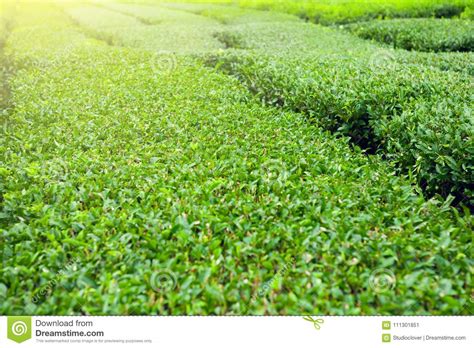 Finest Green Tea Bushes At Green Tea Plantation Of Jeju Island South