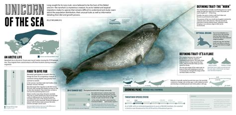 Narwhal Tusk The Narwhal Sea Illustration Megafauna Arctic Animals
