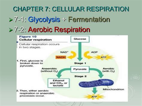 Using glucose to generate atp. CHAPTER 7: CELLULAR RESPIRATION