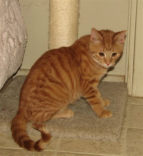Albee Red Tabby Male Adopted Cat And Kitten Adoption