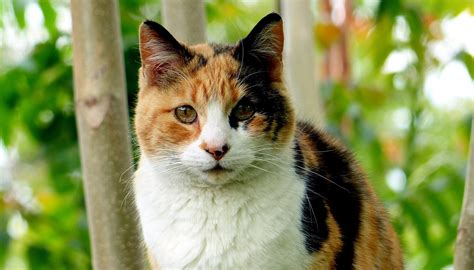 Chat Isabelle Tout Savoir Sur Le Chat Calico Ou Tricolore