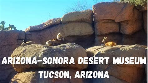 Arizona Sonora Desert Museum Tucson Arizona Youtube