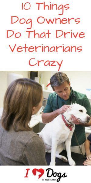 10 Things Dog Owners Do That Drive Veterinarians Crazy Havanese Puppies
