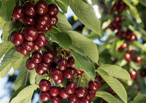 Bc Cherry Growers Celebrate As Access Granted To Lucrative South