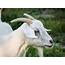 Goat Roadshow Gives Business Owners Industry Tips  Food & Beverage