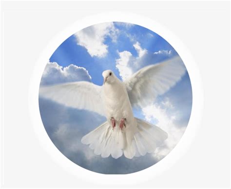 Holy Spirit Dove Transparent Png 1037x803 Free