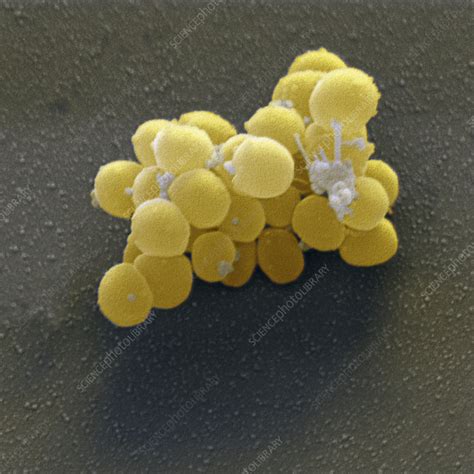 Staphylococcus Aureus Bacteria Sem Stock Image B2340170 Science