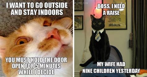 36 Funny Cat Memes That Will Make You Laugh Out Loud Fallinpets Vrogue