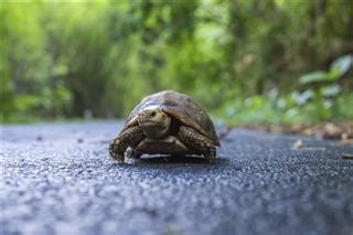 Pet turtle species that stay small: Pet Turtles That Stay Small and Look Cute Forever