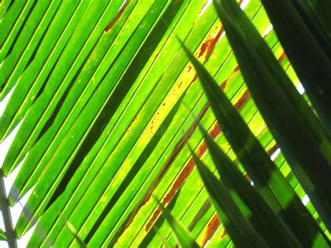 Coconut Leaves With The Light Of The Morning Sun Stock Image Image