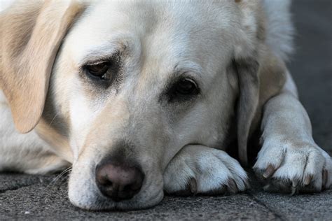 Can Dogs Get Depressed Nine Tell Tale Signs Your Dog Is Depressed Or