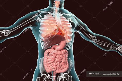 Human Body Anatomy Showing Respiratory And Digestive Systems Digital