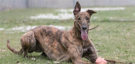 Retired racing greyhounds make wonderful pets. Racing and Wagering Western Australia | Greyhounds as Pets