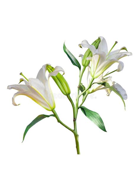 Beautiful Lily Bouquet Beautiful Lily Flower White With Copy Space