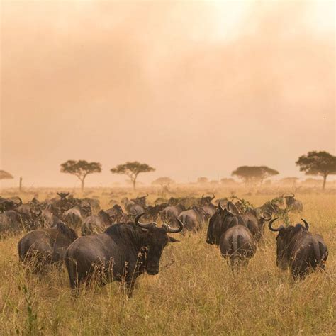Serengeti Wildebeest Migration Explained With Moving Map