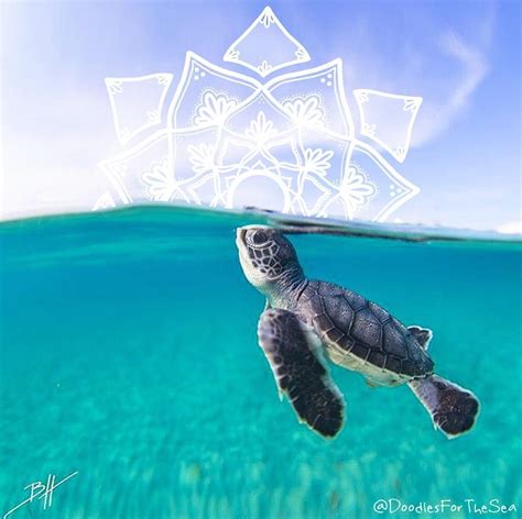 Baby Sea Turtles Underwater 1080x1077 Wallpaper Teahub Io
