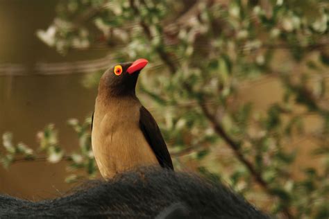 Oxpecker Types Diet And Facts Britannica