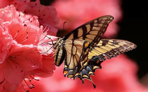 Swallowtail Butterfly Pink Flower Petals Close Up Full Hd