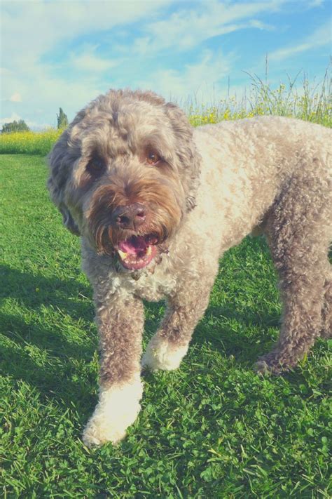 Portuguese Water Dog Price And The Cost To Own One Dog Pricing