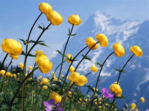 Wnp Wallpapers And Pictures Cute Yellow Flower Wallpaper