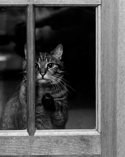 Avec un fini mat ou brillant; TOP 25 des photos de chats en noir et blanc - Yummypets