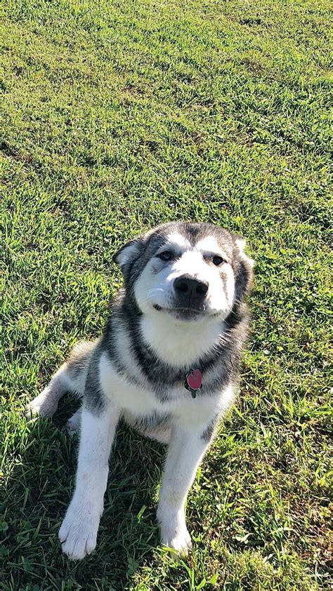 What Does It Mean When Dogs Have Their Ears Back