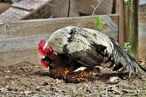 How Do Chickens Mate A Detailed Explanation Agro4africa