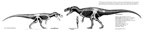 Dinosaur Size Comparisons Carnivora