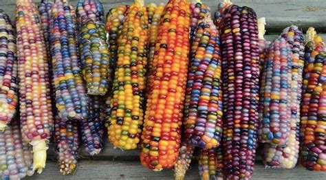This Corn Is Officially The Prettiest Vegetable Weve Ever Seen