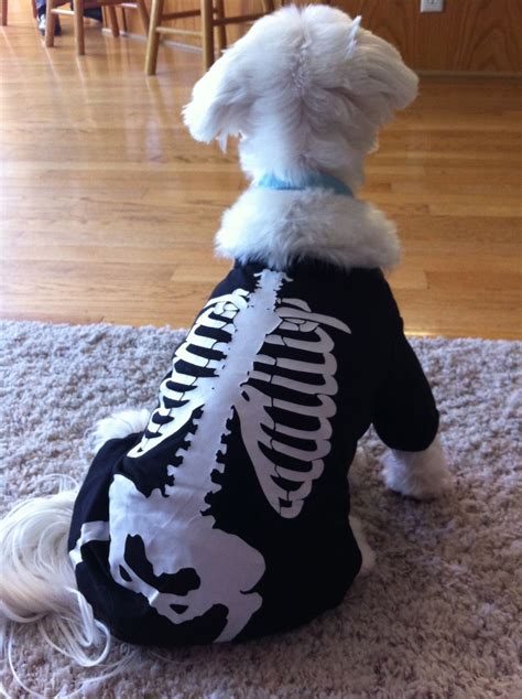 Announcing Our New Pets Category Halloween Pet Costume Contest Pet