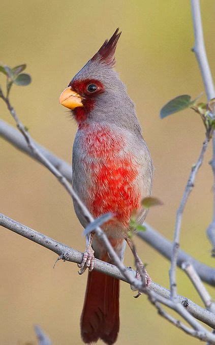 Pyrrhuloxia Or Desert Cardinal Cardinalis Sinuatus A Songbird Of