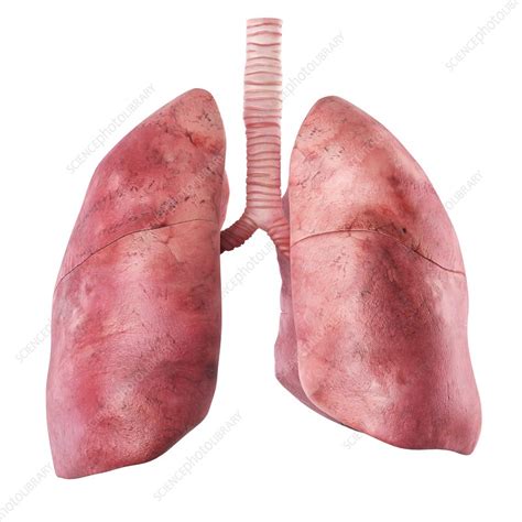 Human Lungs Artwork Stock Image F0093823 Science Photo Library