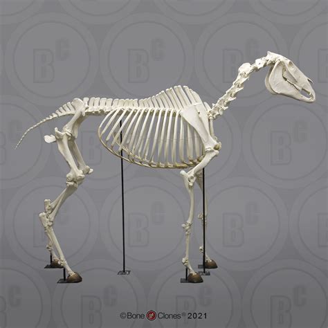 Articulated Horse Skeleton Bone Clones Inc Osteological Reproductions