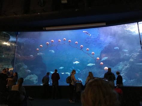 National Marine Aquarium Plymouth 2019 All You Need To Know Before