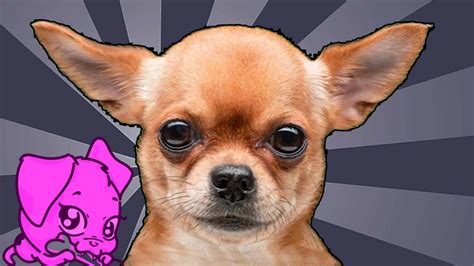 Ladridos De Perros Chihuahua Youtube