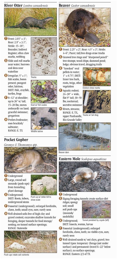 Wildlife Of Texas Tracks Scats And Signs Quick Reference